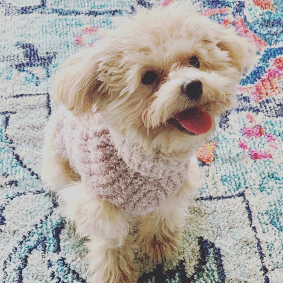 Maltipoo Being Cute