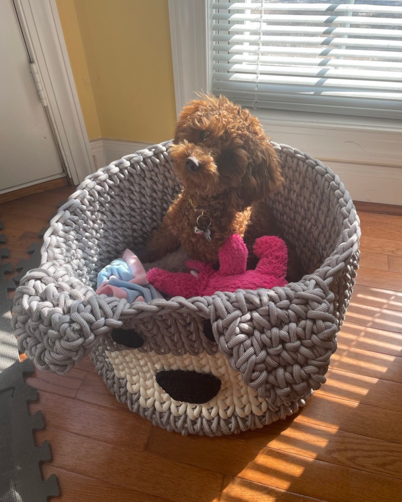 Happy Cavapoo Pup