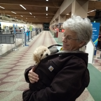 Florence Maltipoo Pup