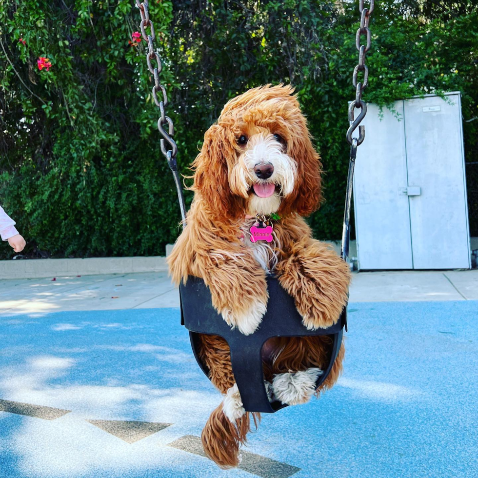 Small Mini Goldendoodle Pup