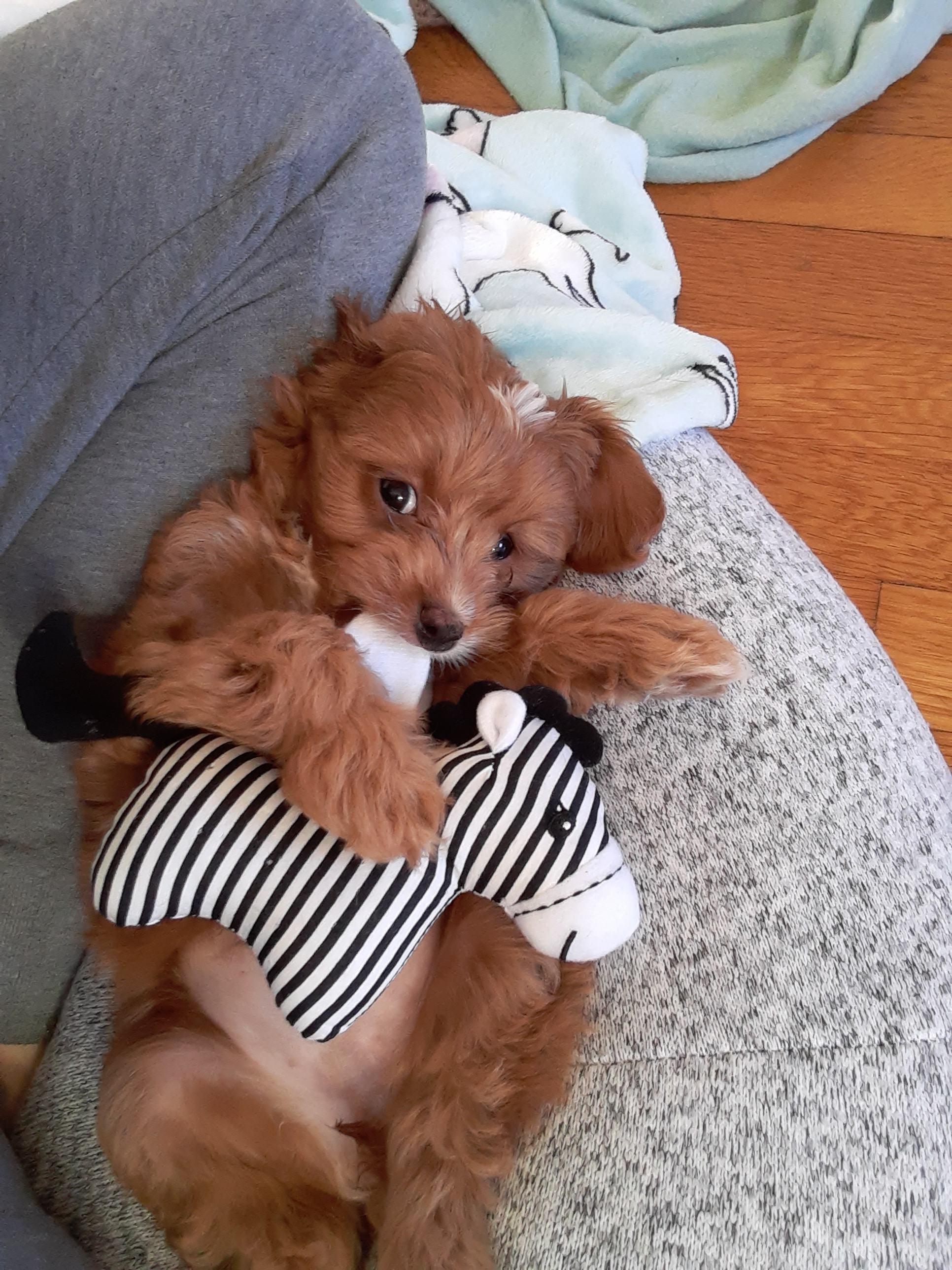 Cavapoo Pup Being Cute