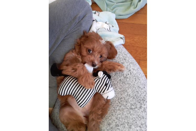 Cavapoo Pup Being Cute