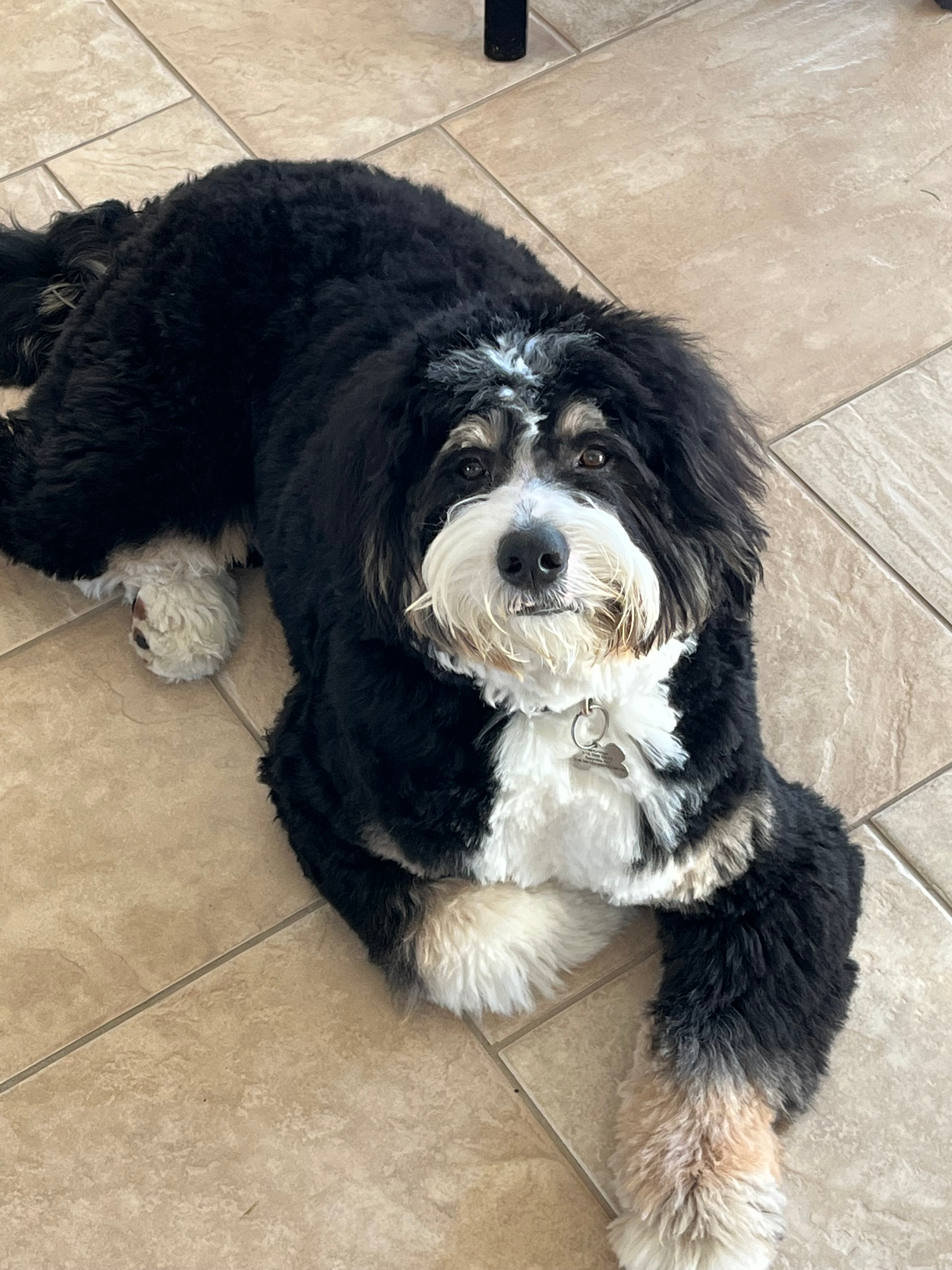Little Mini Berniedoodle Poodle Mix Puppy