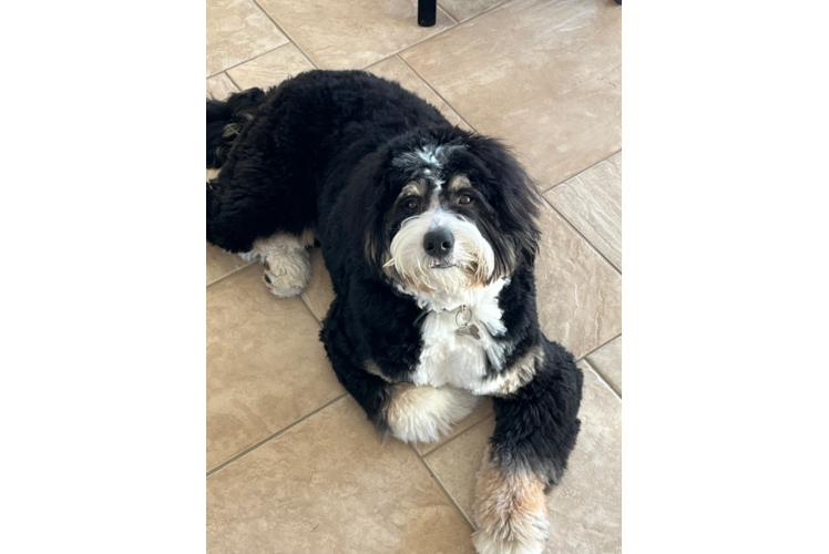 Little Mini Berniedoodle Poodle Mix Puppy