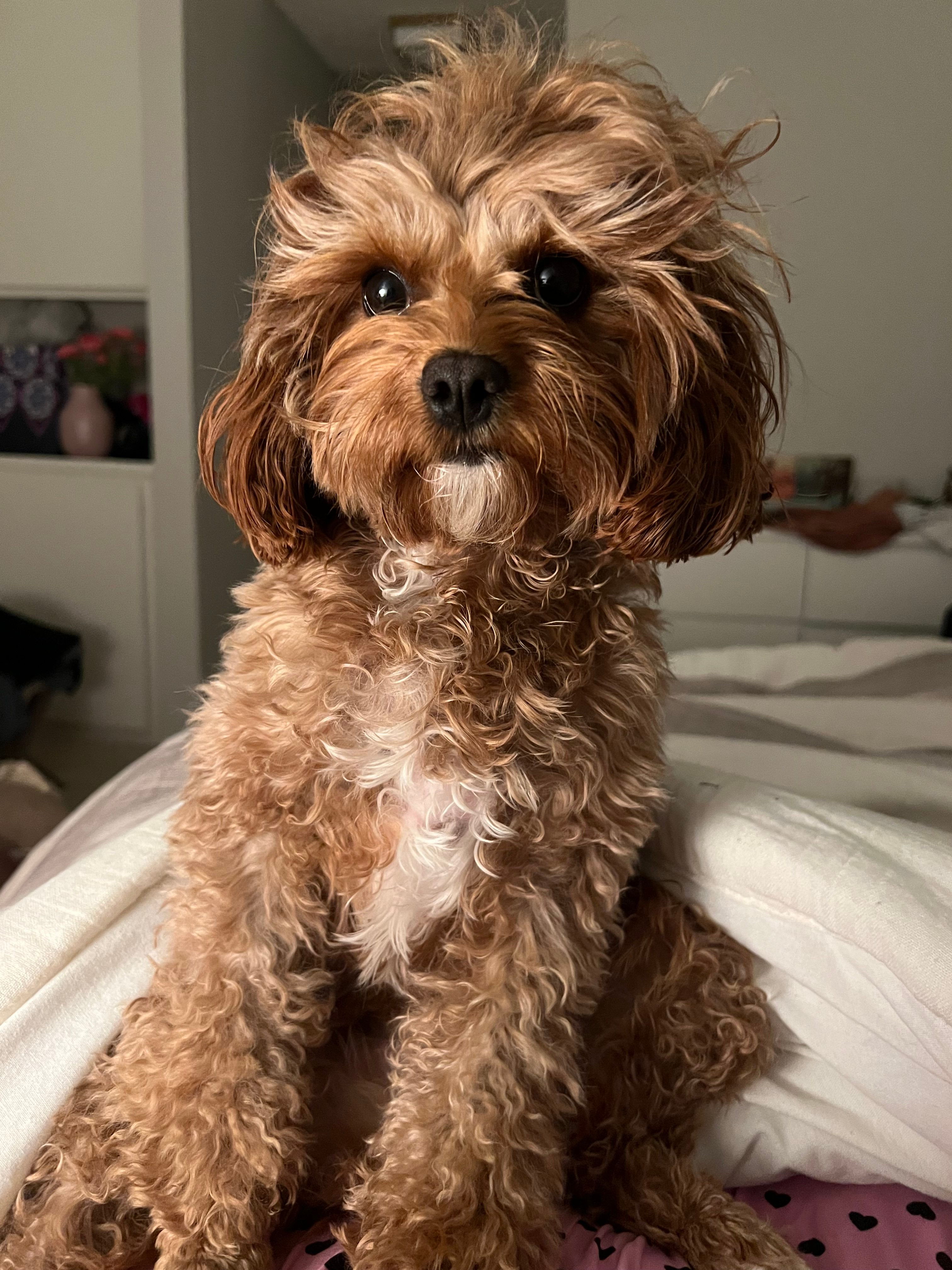 Little Cavoodle Poodle Mix Puppy