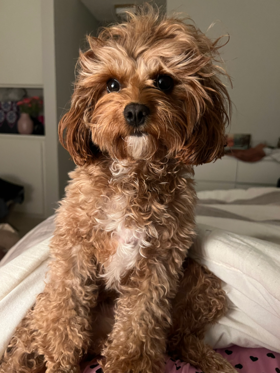 Cavapoo Being Cute