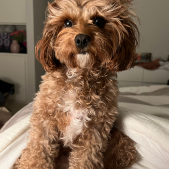 Cavapoo Being Cute