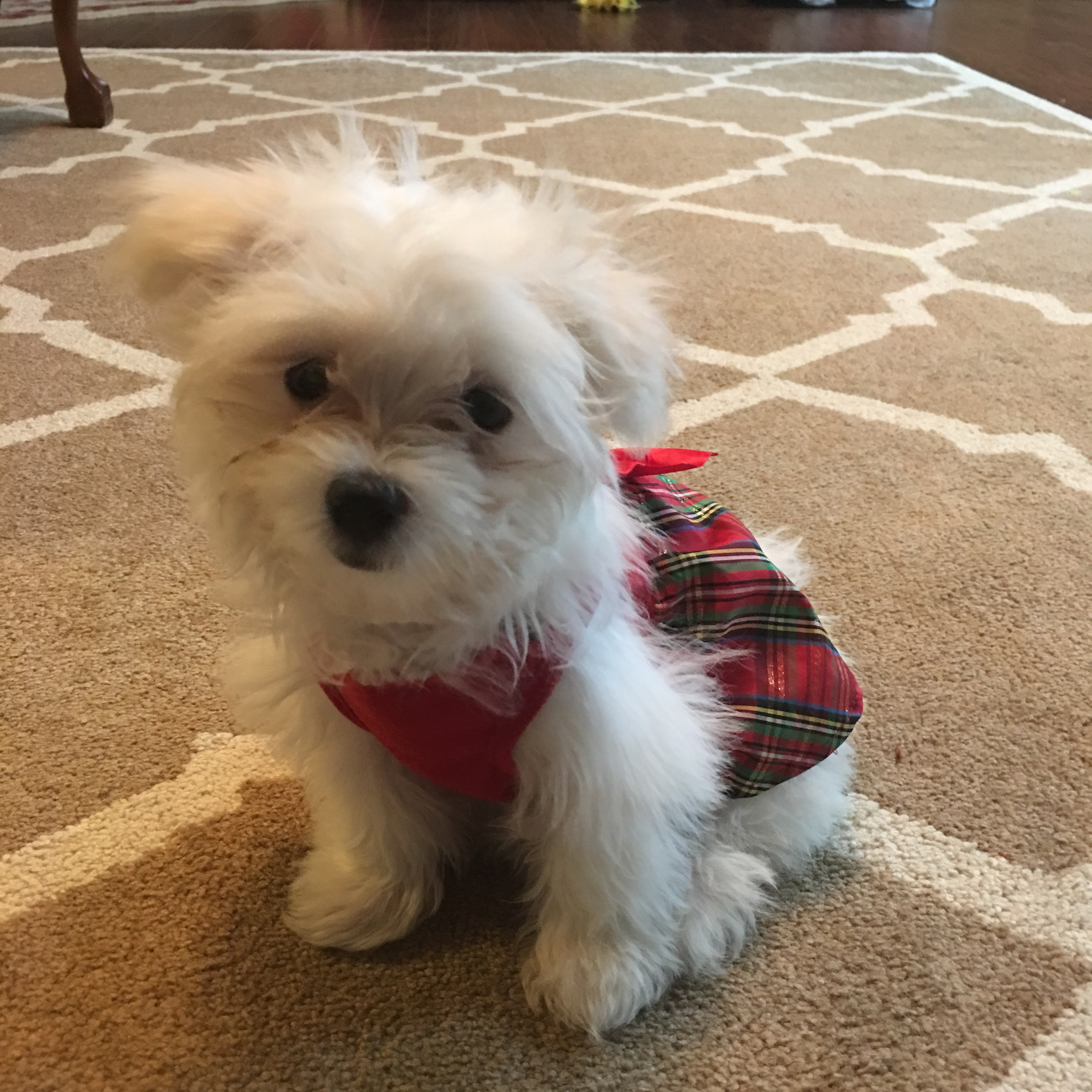 Maltese Puppy for Adoption