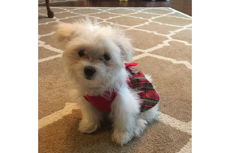 Maltese Puppy for Adoption