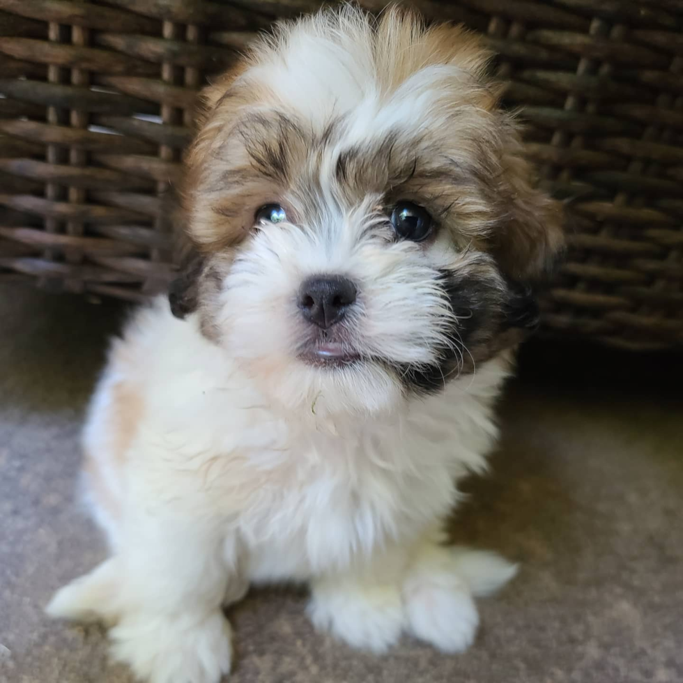 Energetic Shihpoo Poodle Mix Pup