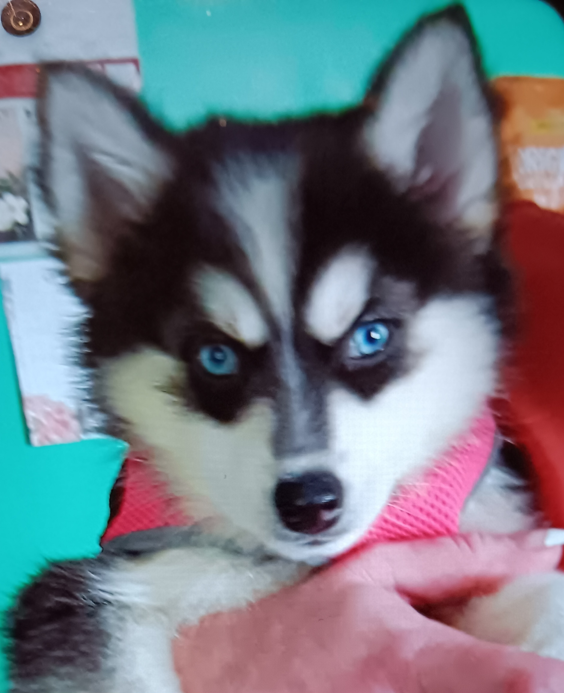 Happy Pomsky Baby