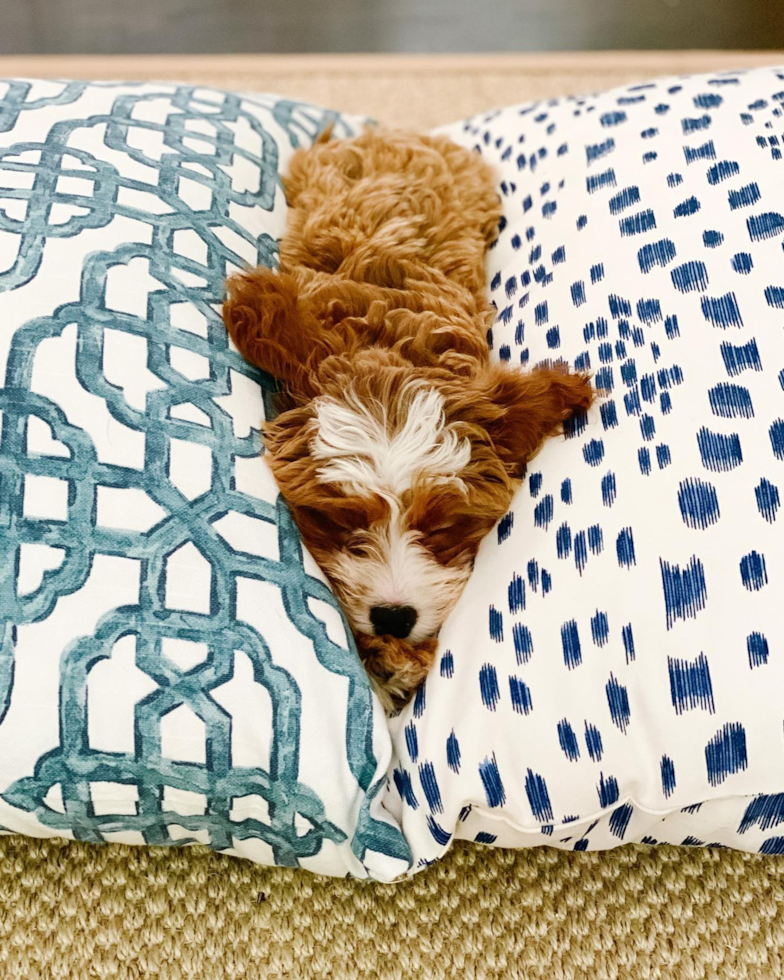 Sweet Cavapoo Pup