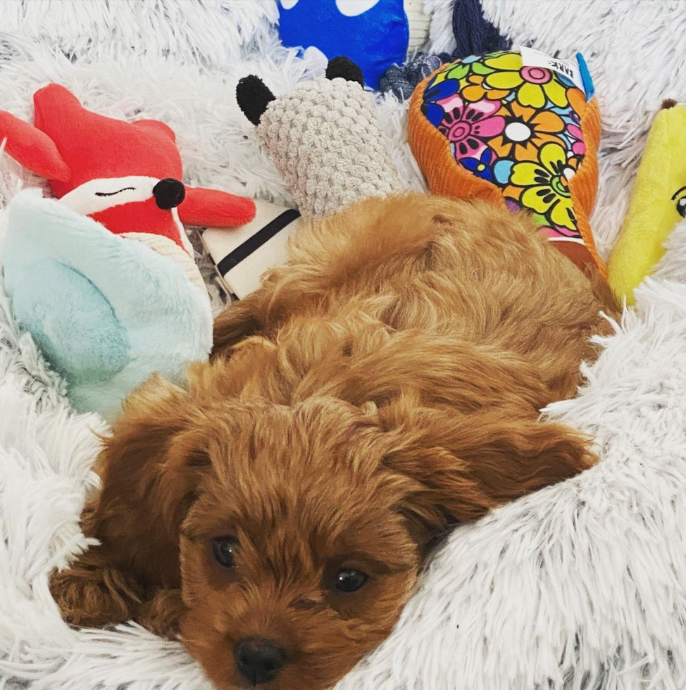 Cavapoo Being Cute