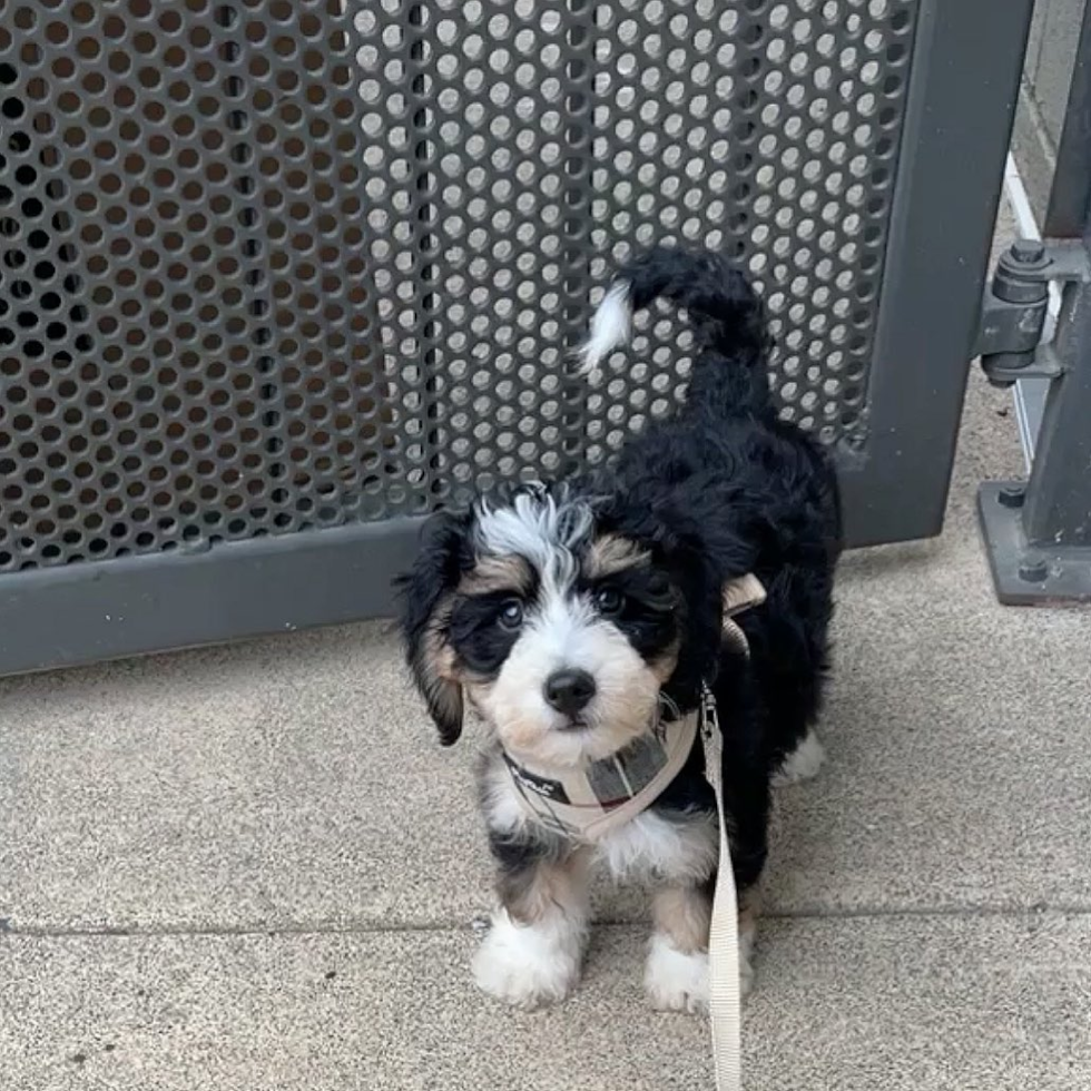 Adorable Mini Berniedoodle Poodle Mix Pup