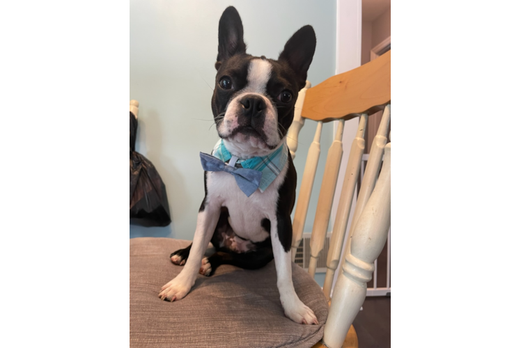 Best Boston Terrier Baby