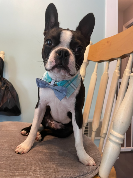 Popular Boston Terrier Purebred Pup