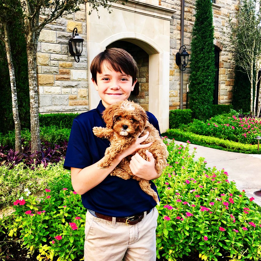 Cavapoo Puppy for Adoption