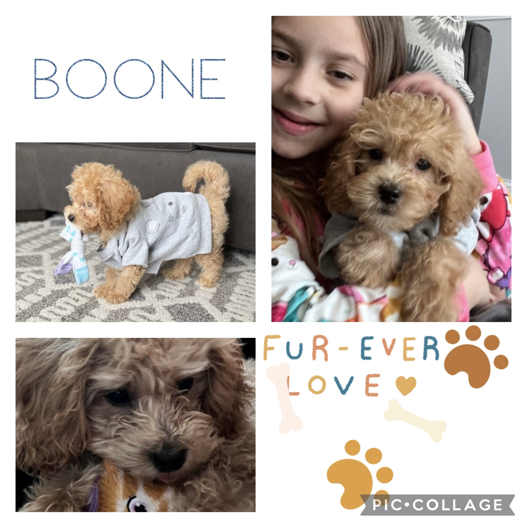 Friendly Mini Goldendoodle Baby