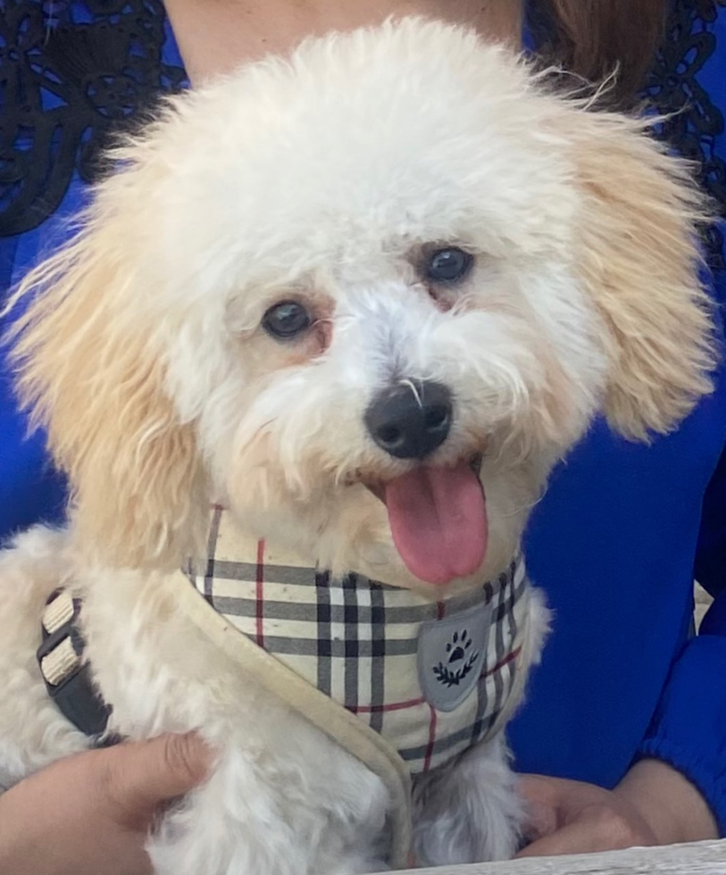 Cute Poochon Pup in Union City CA