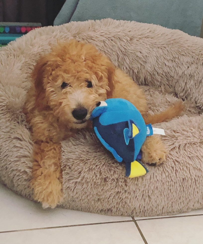 Mini Goldendoodle Being Cute