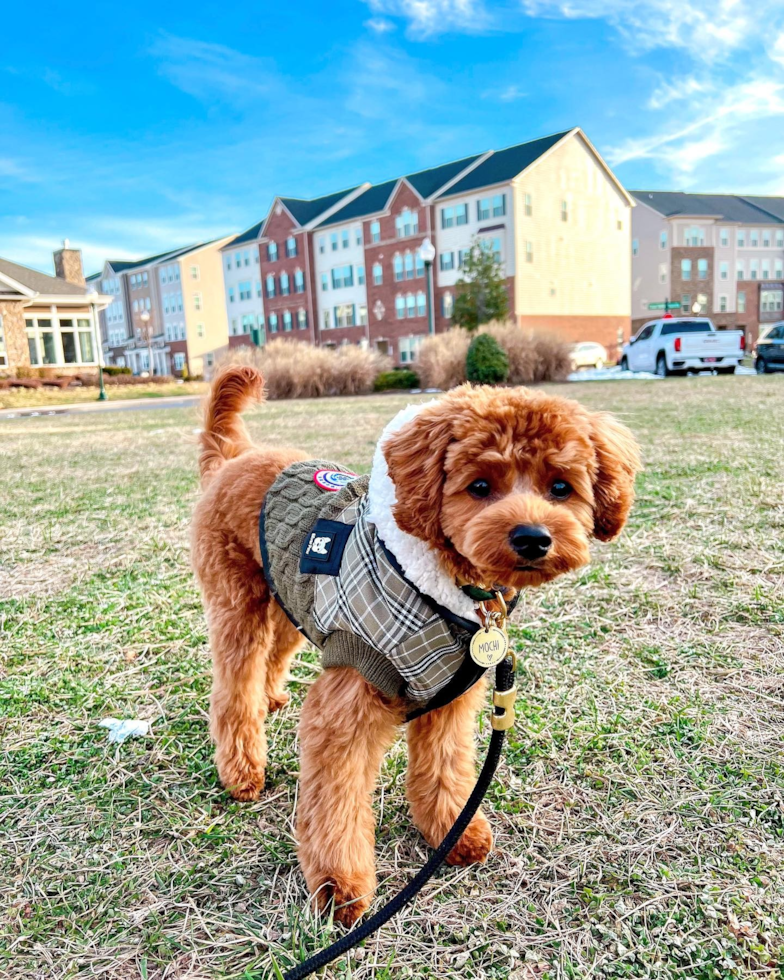 Frederick Cavapoo Pup