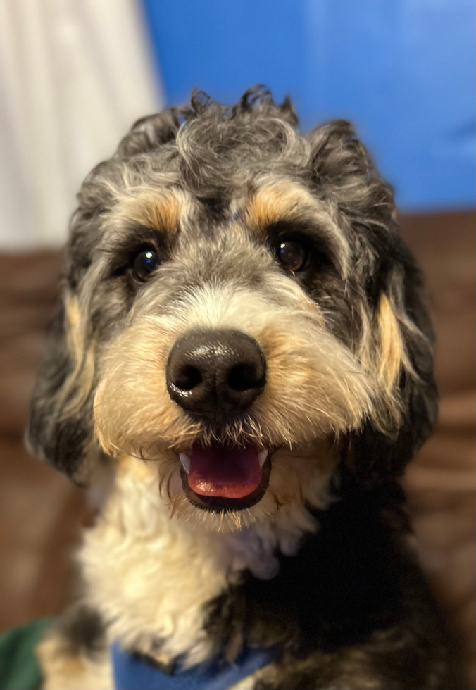 Small Mini Bernedoodle Pup