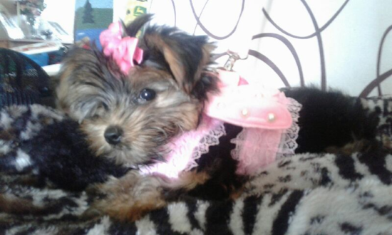 Friendly Yorkshire Terrier Pup