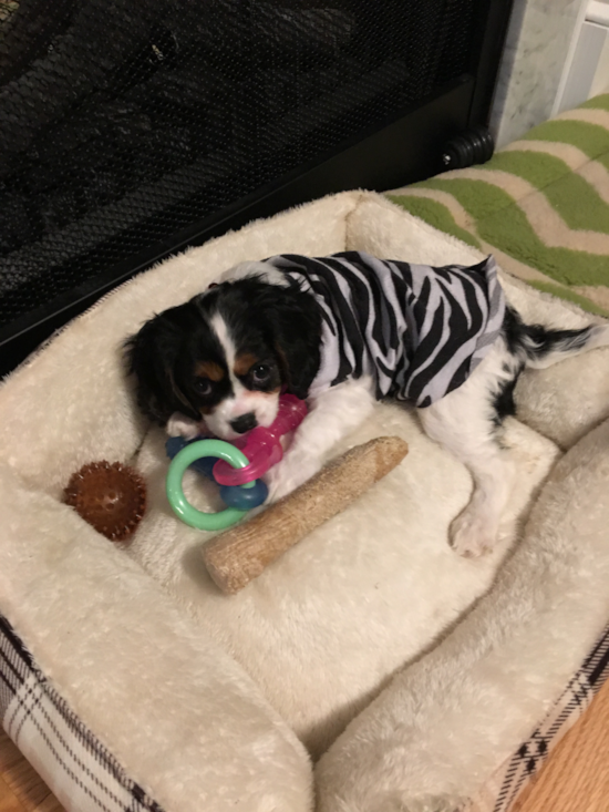 Cavalier King Charles Spaniel Being Cute