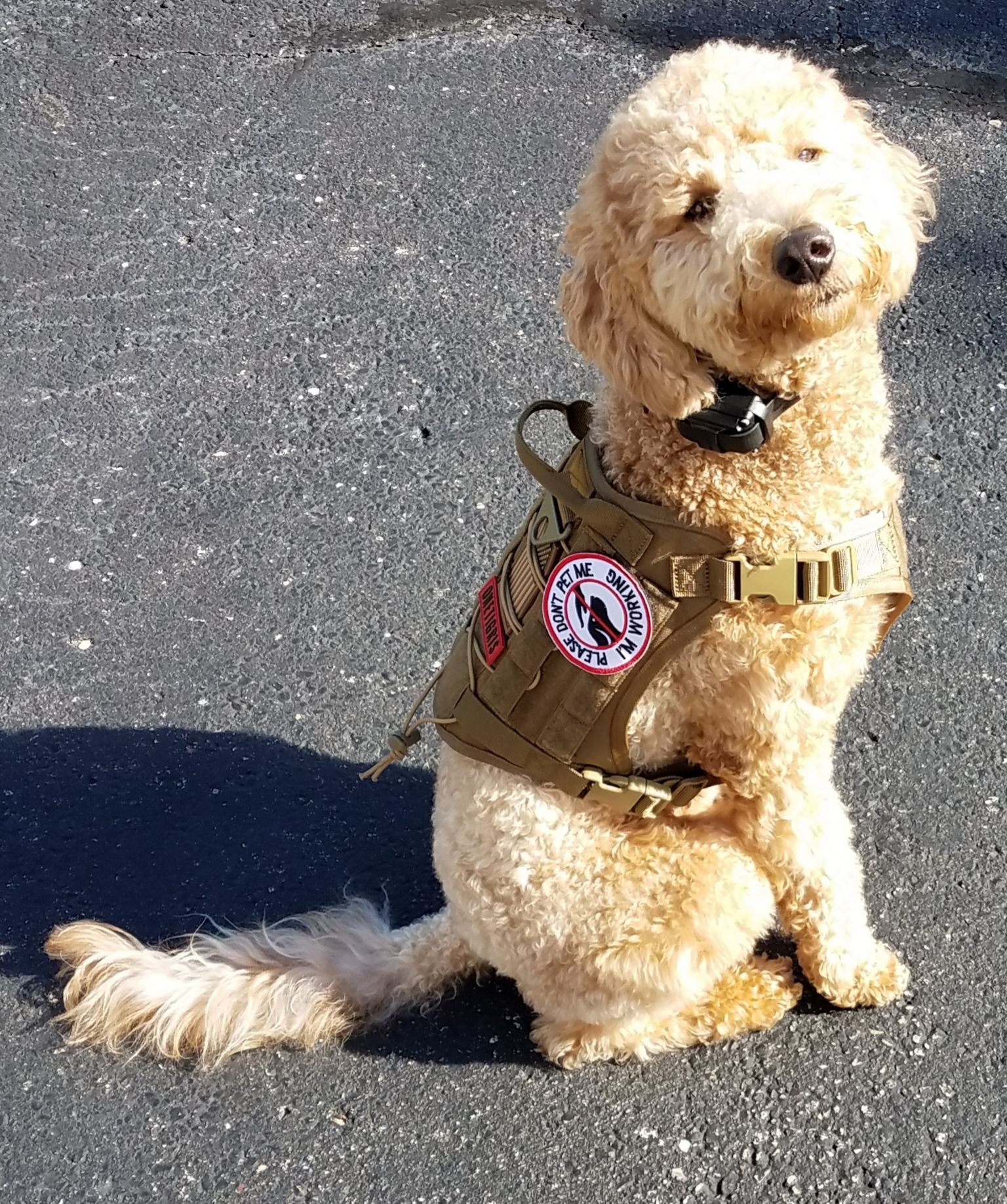 Popular Mini Goldendoodle Poodle Mix Pup