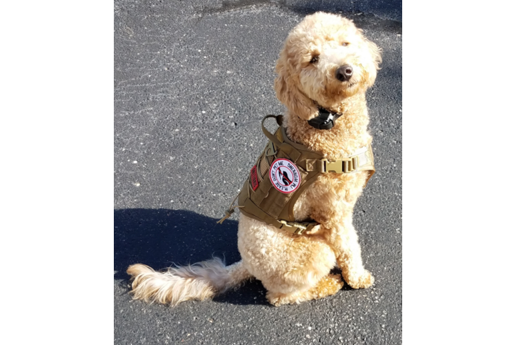 Popular Mini Goldendoodle Poodle Mix Pup