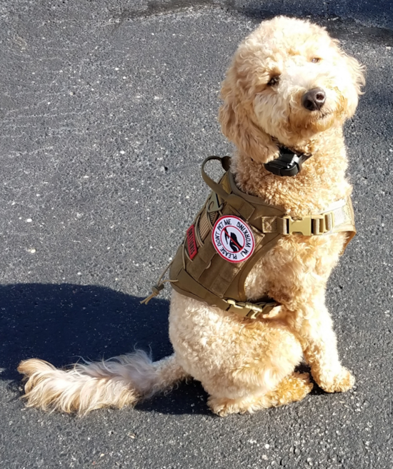 Petite Mini Goldendoodle Poodle Mix Pup