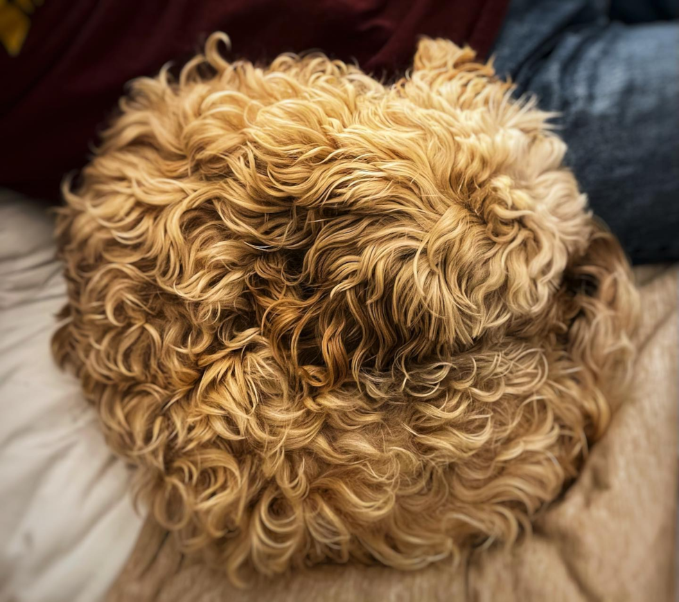 Adorable Cavoodle Poodle Mix Pup