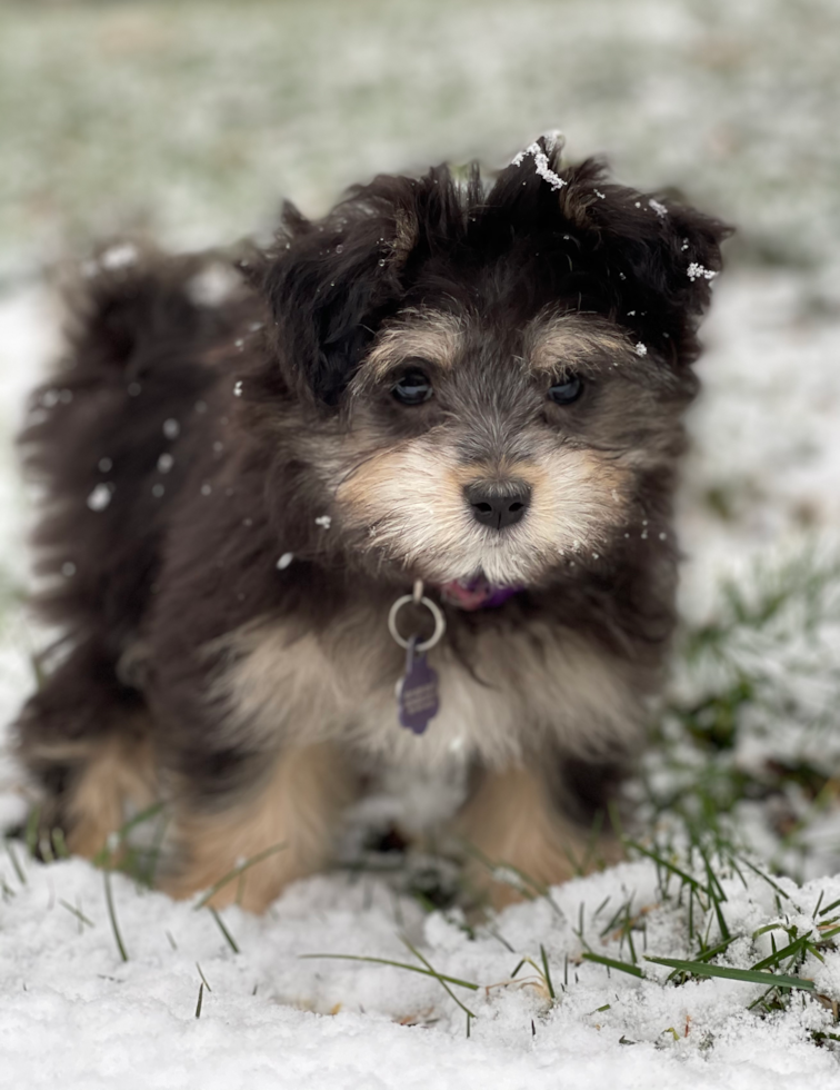 Maltipom Pup