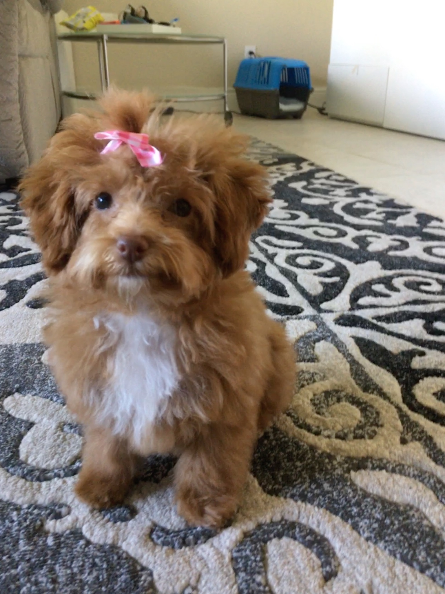 Akc Registered Poodle Purebred Pup