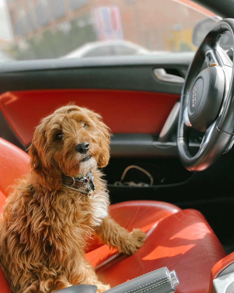 New York Cavapoo Pup