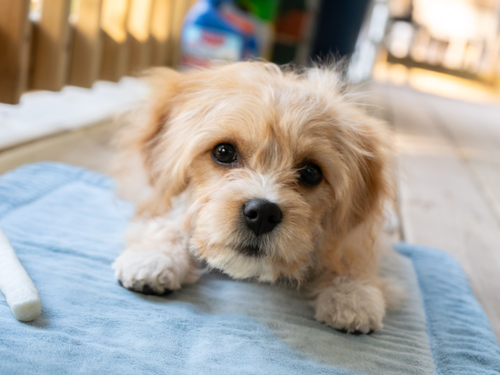 Petite Cavachon Designer Pup