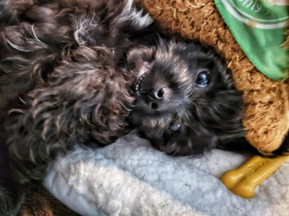 Adorable Cavoodle Poodle Mix Pup