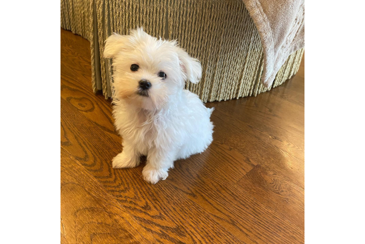 Hypoallergenic Maltese Baby