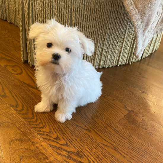 Petite Maltese Purebred Pup