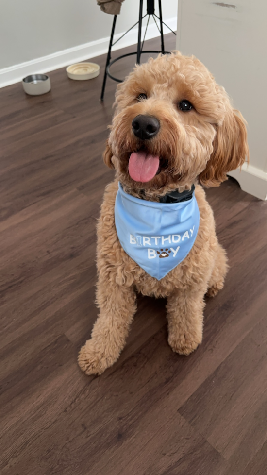 Mini Goldendoodle Being Cute