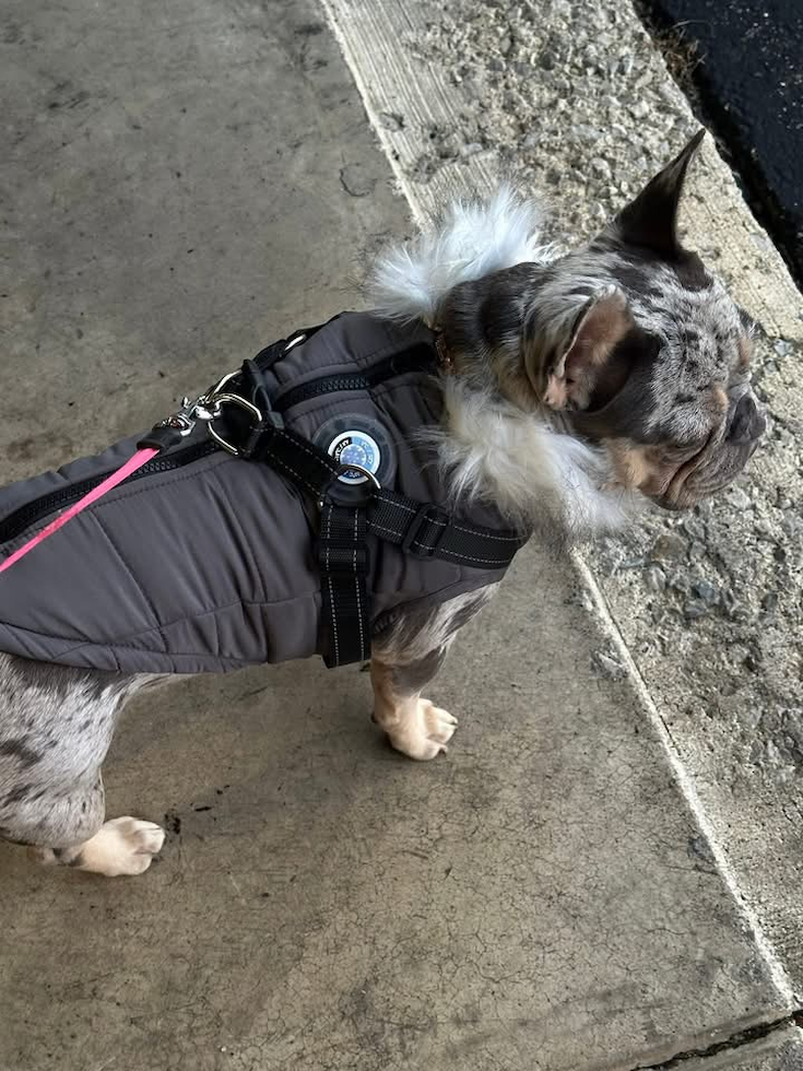 Cute Frenchie Purebred Pup