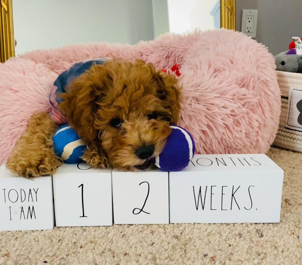 Small Cavapoo Pup