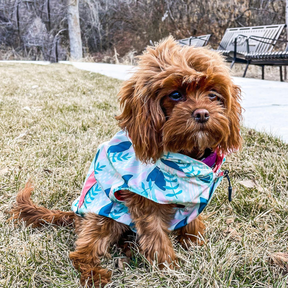 Happy Cavapoo Pup in Ogden UT