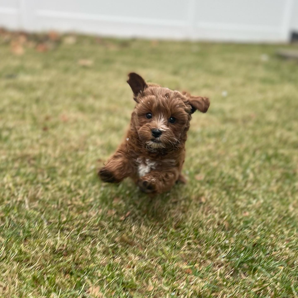 Energetic Cavoodle Poodle Mix Pup