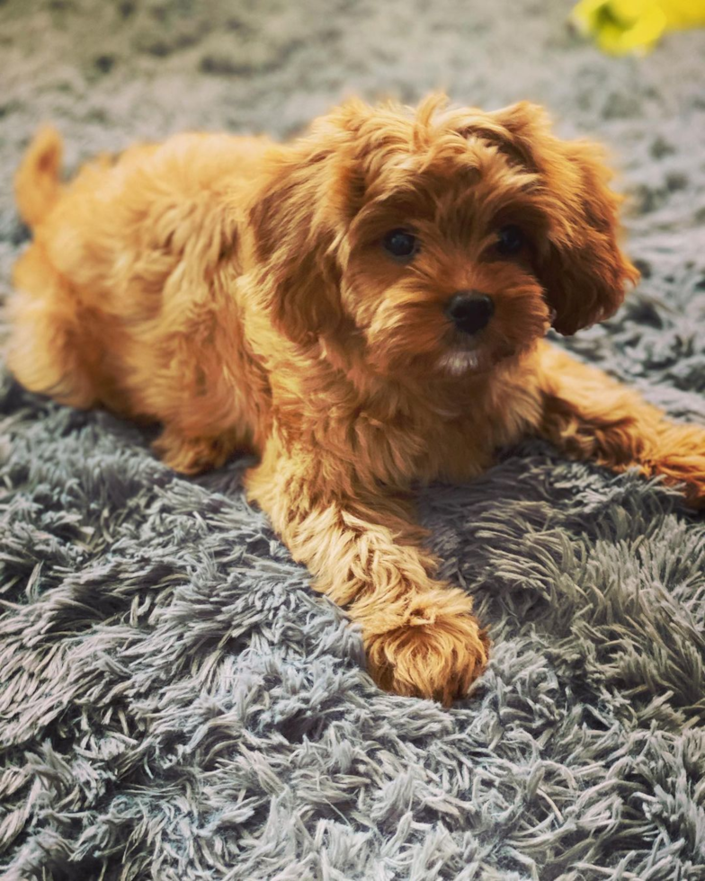 New York Cavapoo Pup