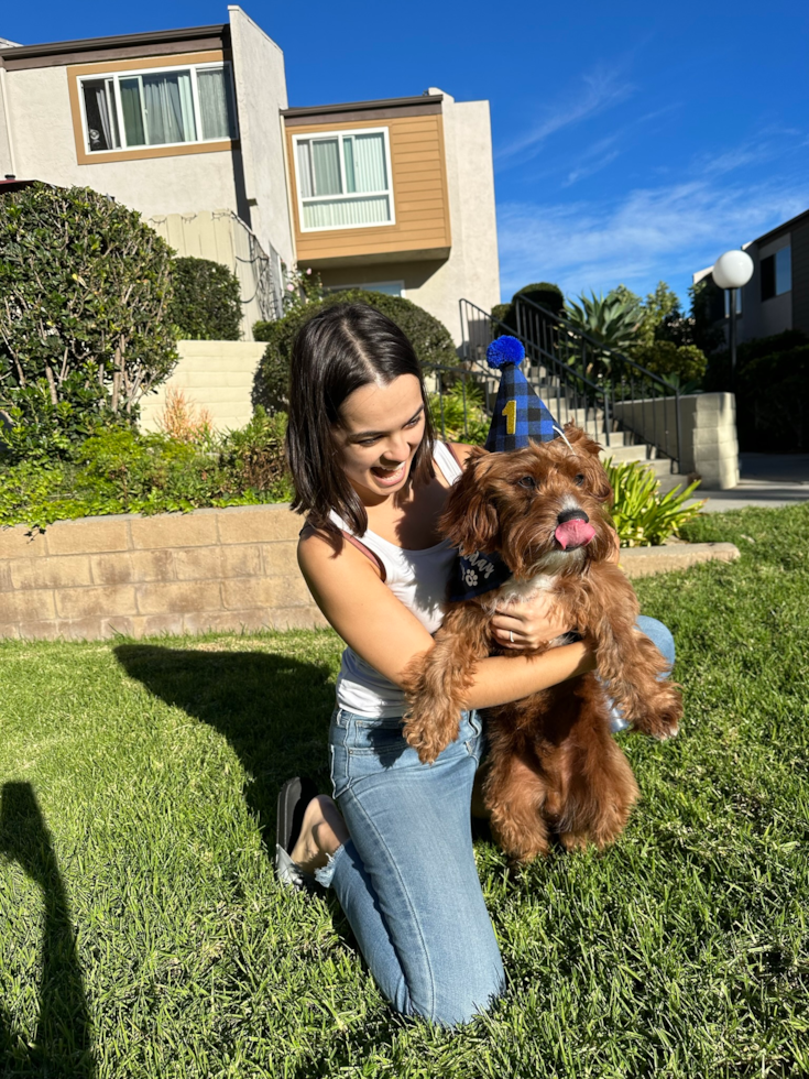 Cavapoo Being Cute