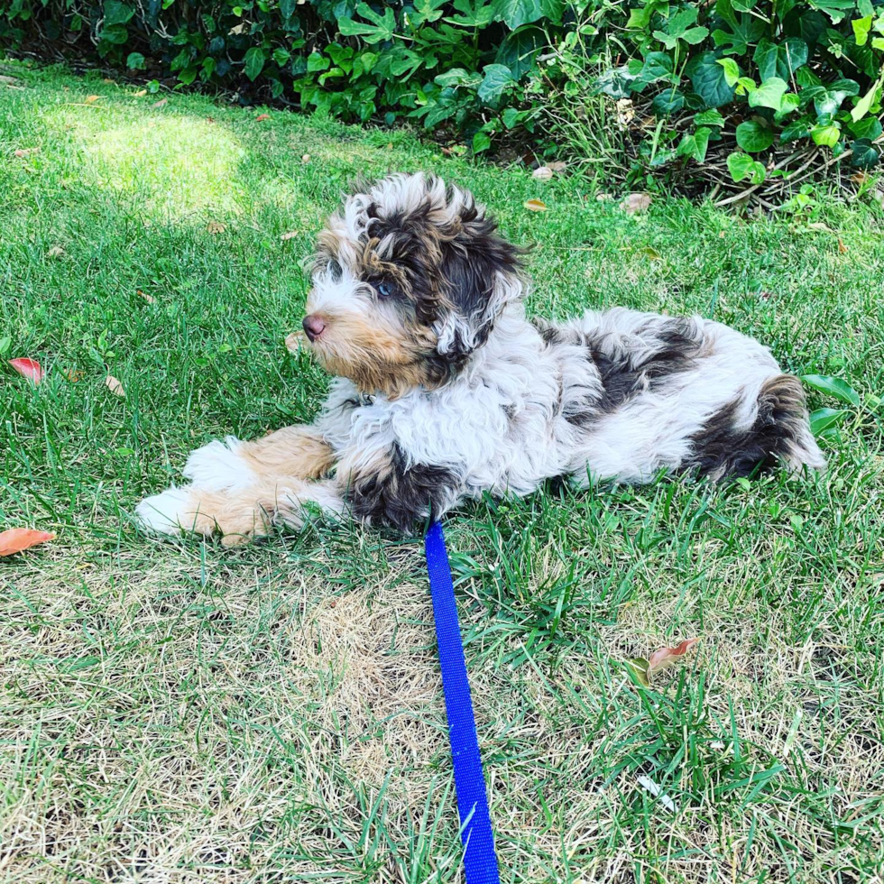 Mini Aussiedoodle Being Cute