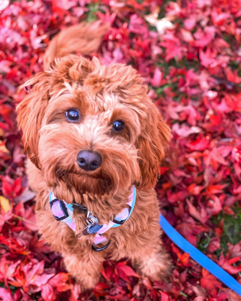 Cavapoo Being Cute