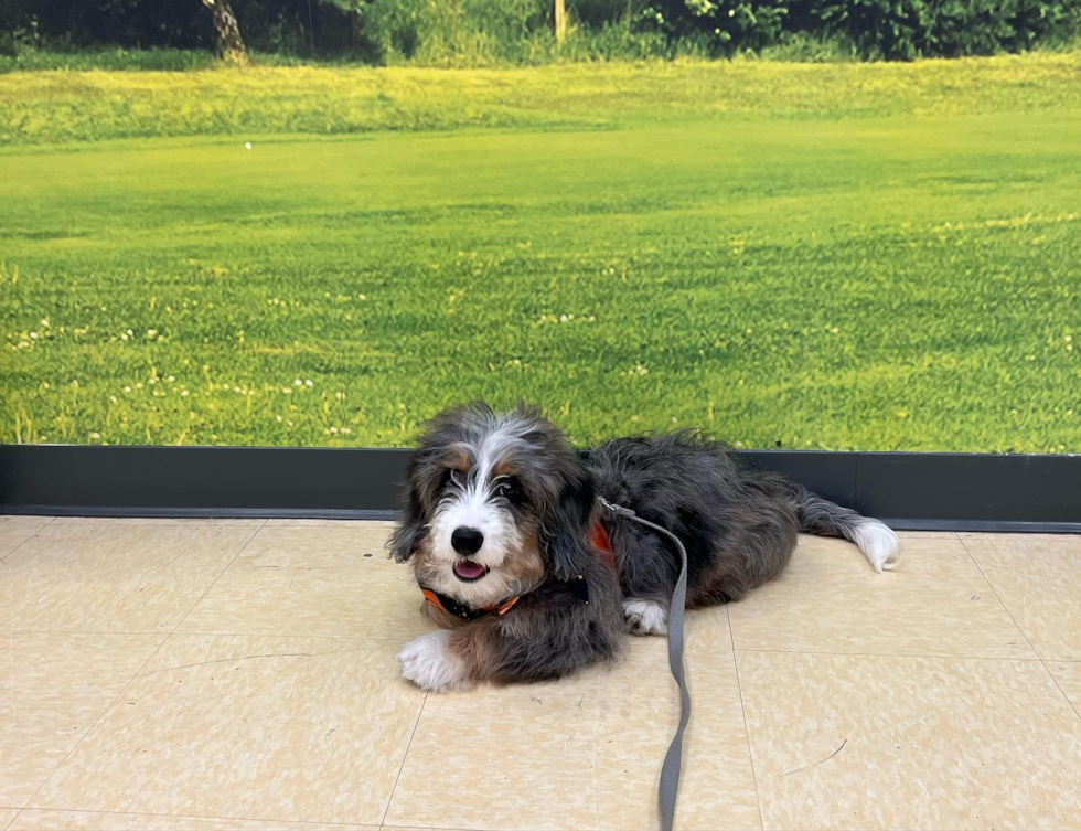 Popular Mini Bernedoodle Poodle Mix Pup