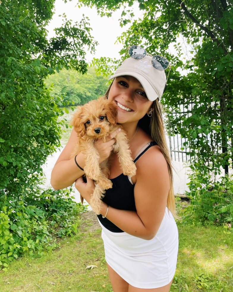 Energetic Cavoodle Poodle Mix Pup